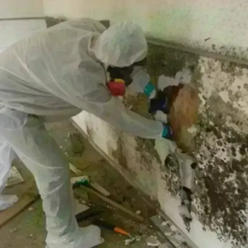 Mold Remediation and Removal in Punxsutawney, PA